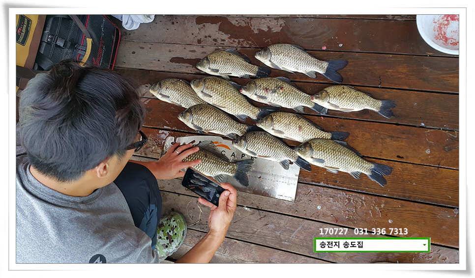 변수에 월척 마릿수 송전지 송도집 좌대 조황 (유료터정보 - 유료터점주조황)