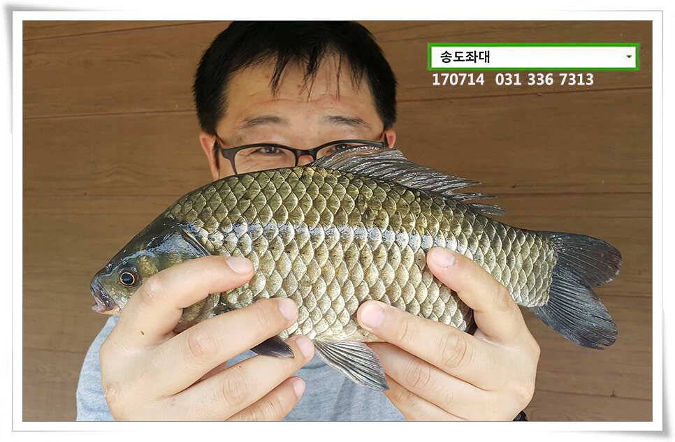 안정된 오름세송전지 송도집 좌대 조황 (유료터정보 - 유료터점주조황)