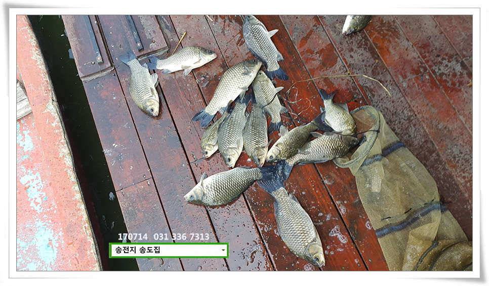 안정된 오름세송전지 송도집 좌대 조황 (유료터정보 - 유료터점주조황)
