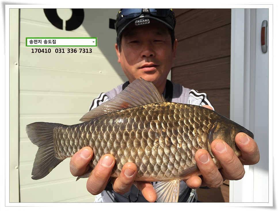 동풍 따위 송전지 송도집 좌대 조황 (유료터정보 - 유료터점주조황)