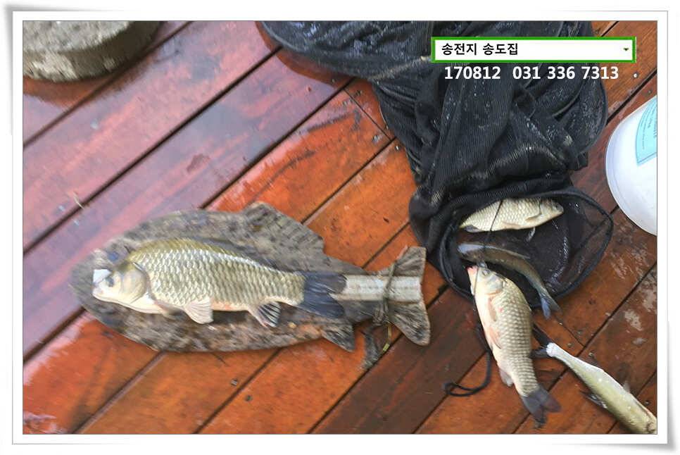 아침에 허리급송전지 송도집 좌대 조항 (유료터정보 - 유료터점주조황)