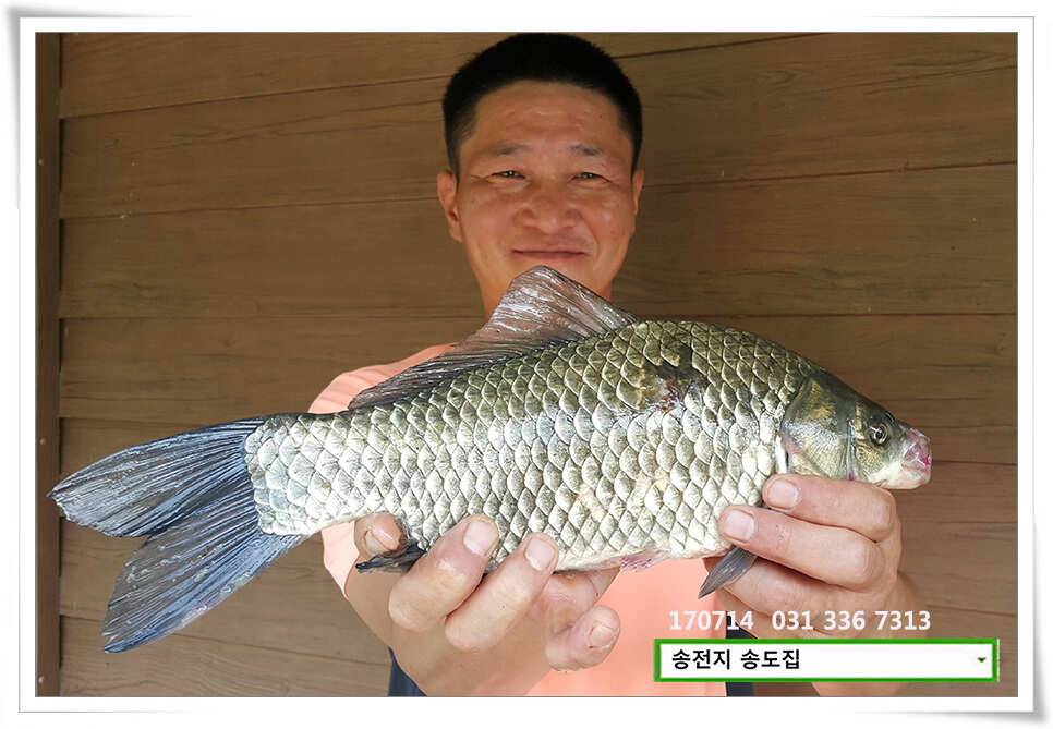 안정된 오름세송전지 송도집 좌대 조황 (유료터정보 - 유료터점주조황)