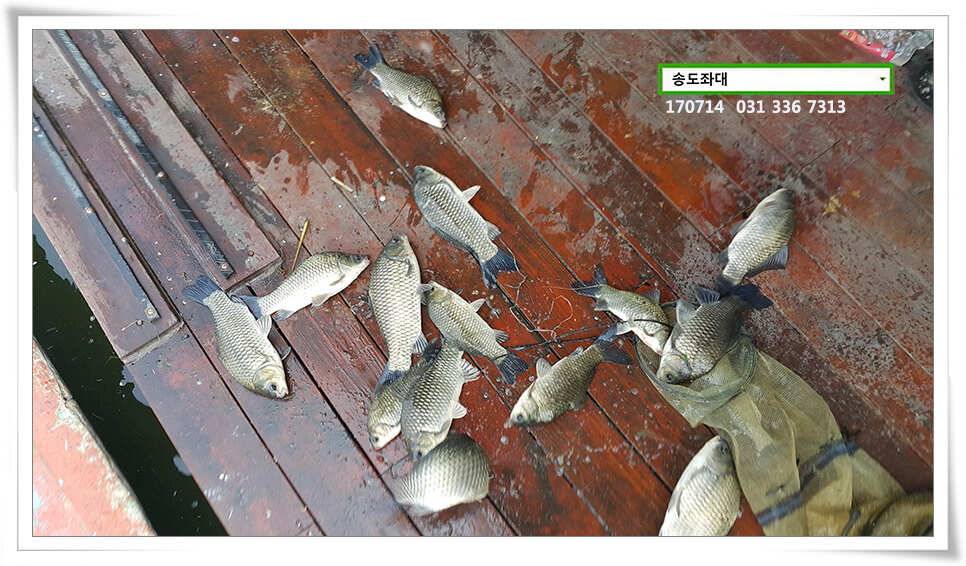 안정된 오름세송전지 송도집 좌대 조황 (유료터정보 - 유료터점주조황)
