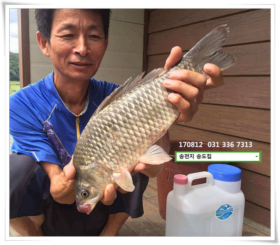 아침에 허리급송전지 송도집 좌대 조항 (유료터정보 - 유료터점주조황)
