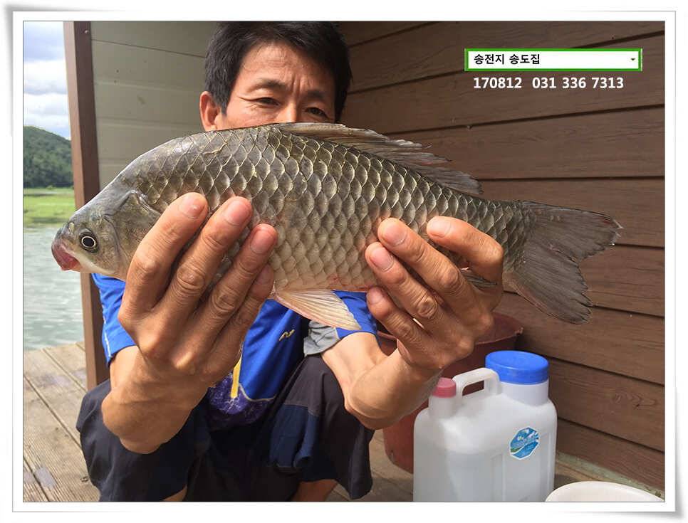 아침에 허리급송전지 송도집 좌대 조항 (유료터정보 - 유료터점주조황)