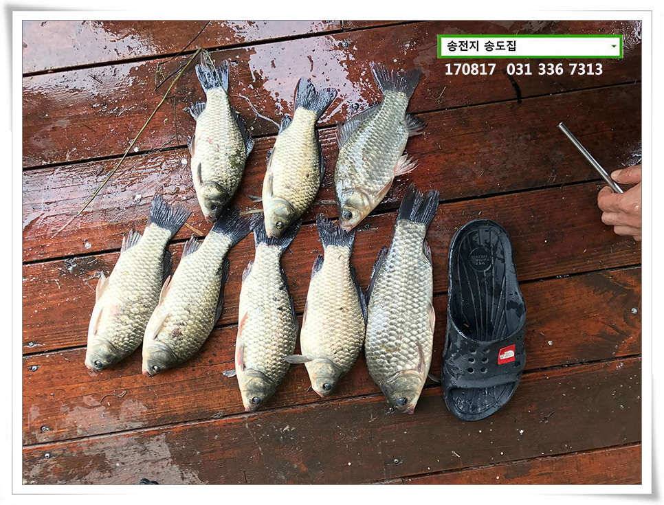 송전지 송도집 좌대 조황 (유료터정보 - 유료터점주조황)