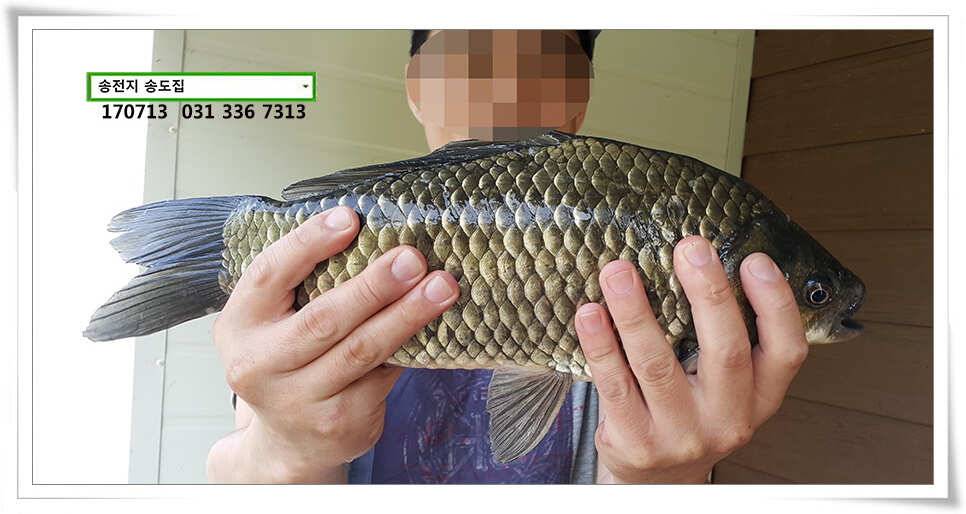 오름 후 들이댐송전지 송도집 좌대 조황 (유료터정보 - 유료터점주조황)