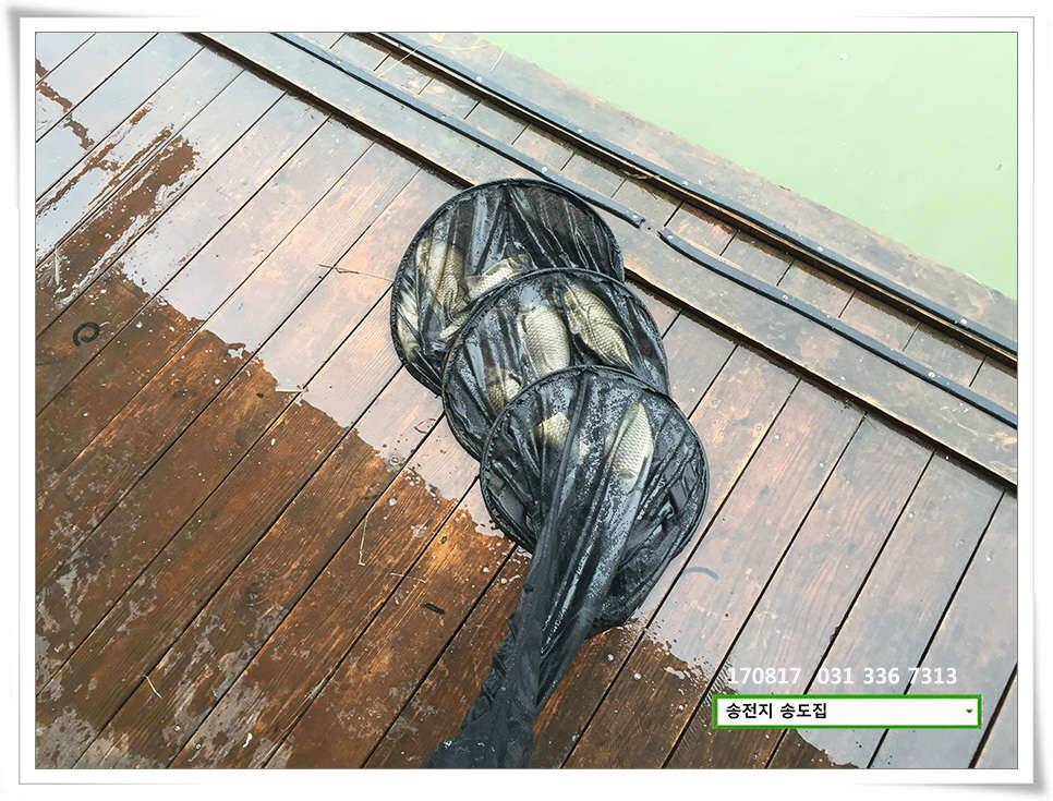 송전지 송도집 좌대 조황 (유료터정보 - 유료터점주조황)
