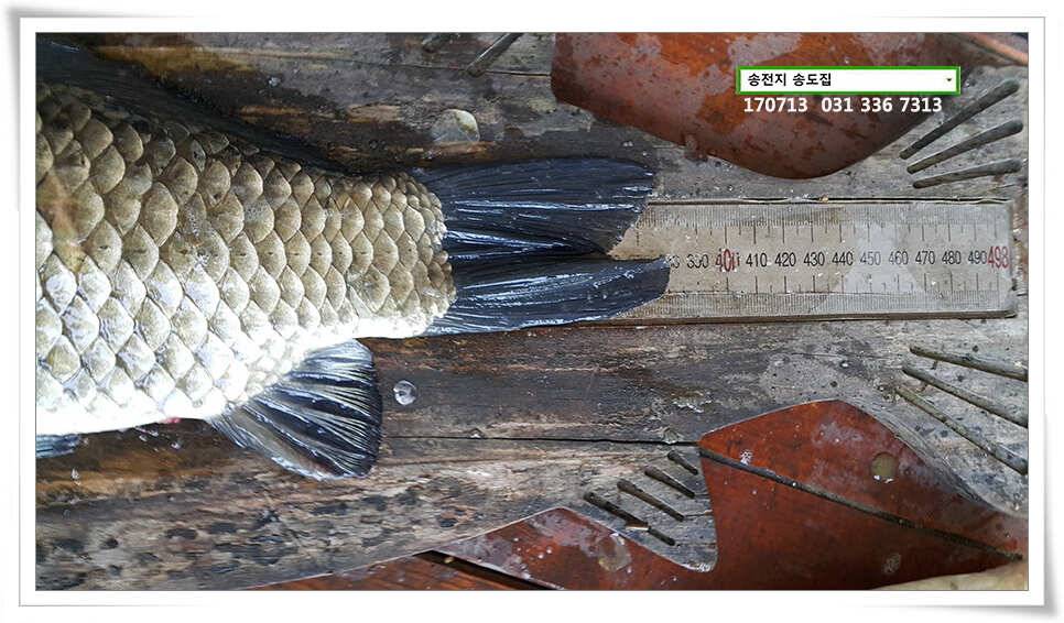 오름 후 들이댐송전지 송도집 좌대 조황 (유료터정보 - 유료터점주조황)
