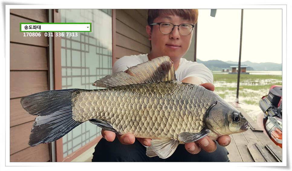 송전지 송도 좌대 조황 (유료터정보 - 유료터점주조황)