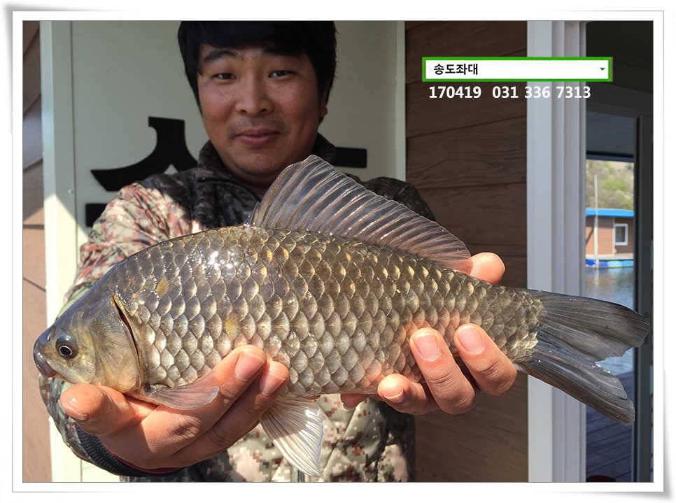 송전지 송도 좌대 조황 (유료터정보 - 유료터점주조황)