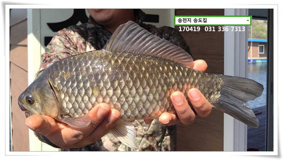 송전지 송도 좌대 조황 (유료터정보 - 유료터점주조황)