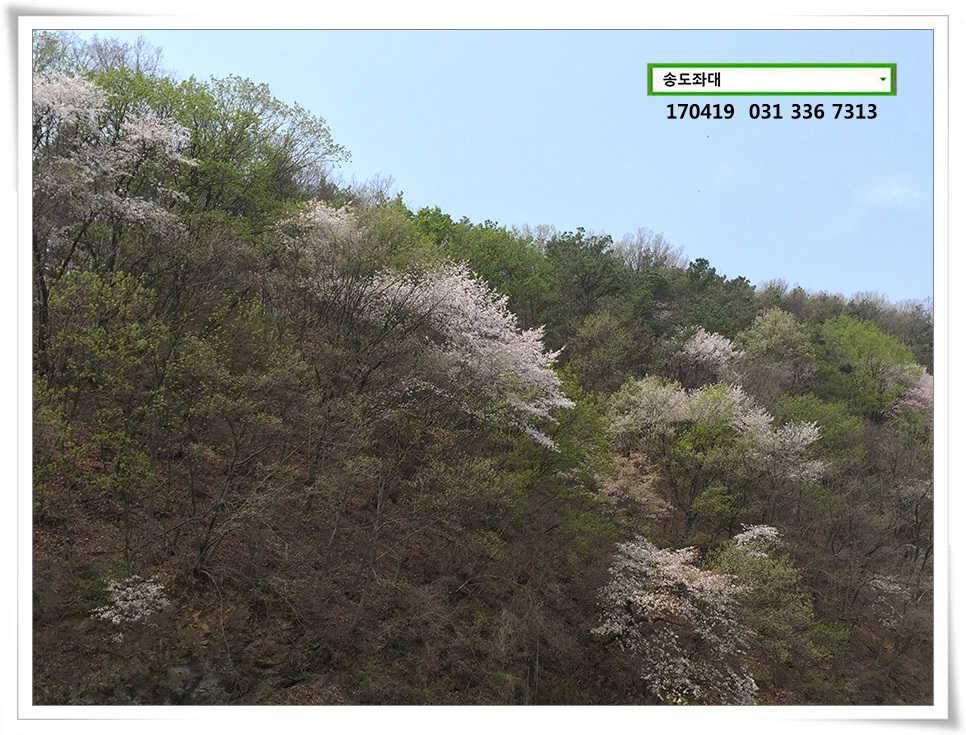 송전지 송도 좌대 조황 (유료터정보 - 유료터점주조황)