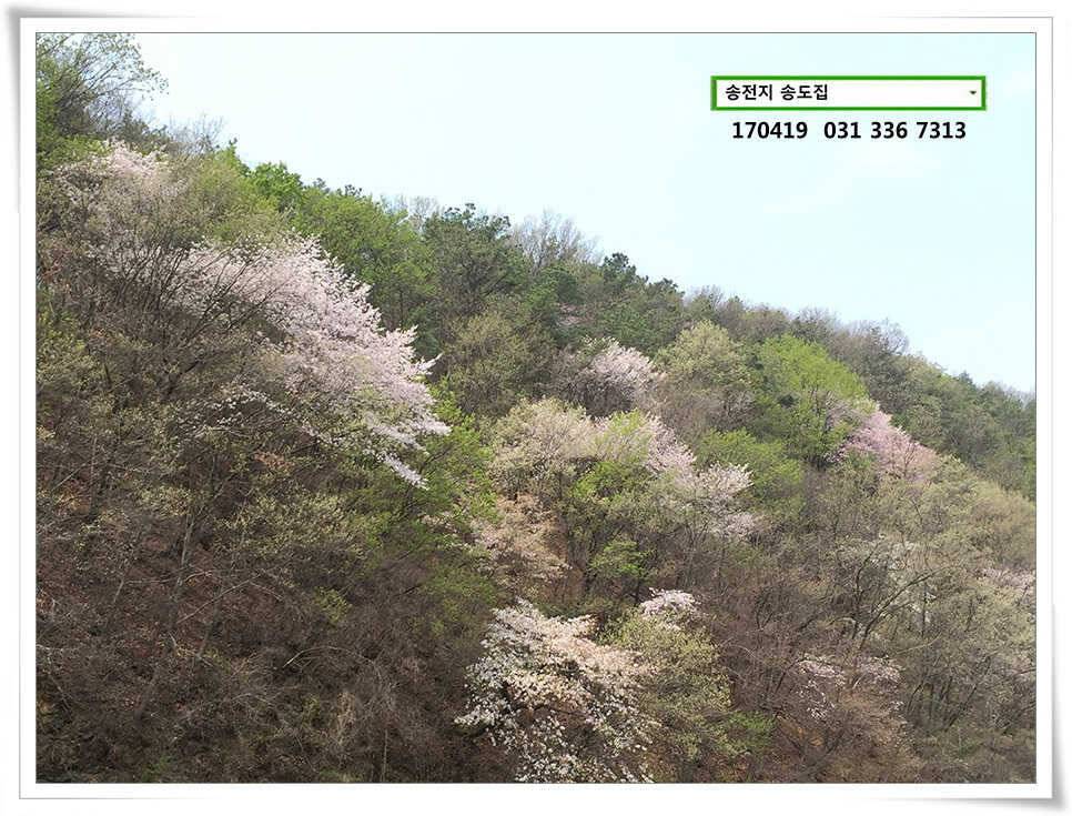 송전지 송도 좌대 조황 (유료터정보 - 유료터점주조황)
