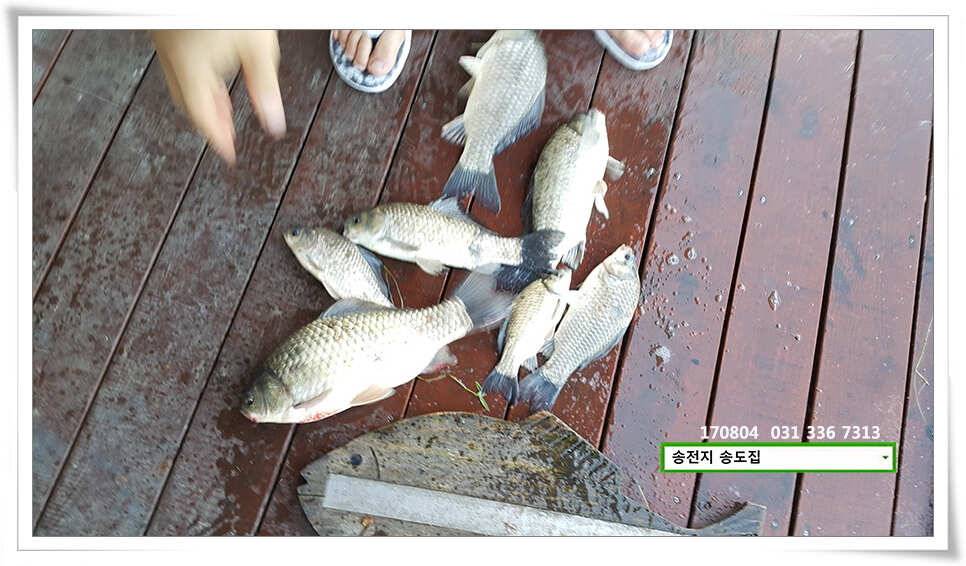 명확해진 패턴송전지 송도집 좌대 조황 (유료터정보 - 유료터점주조황)