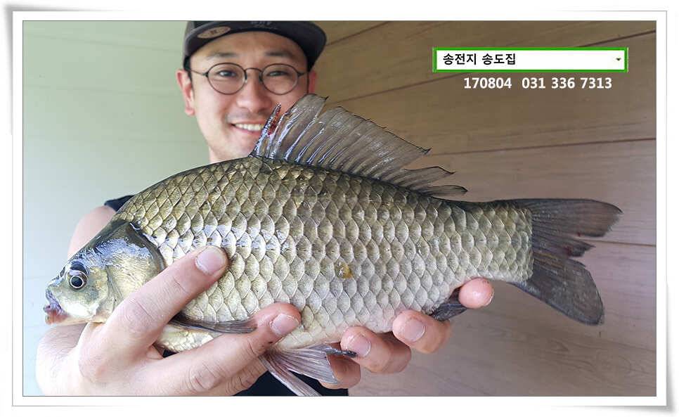 명확해진 패턴송전지 송도집 좌대 조황 (유료터정보 - 유료터점주조황)