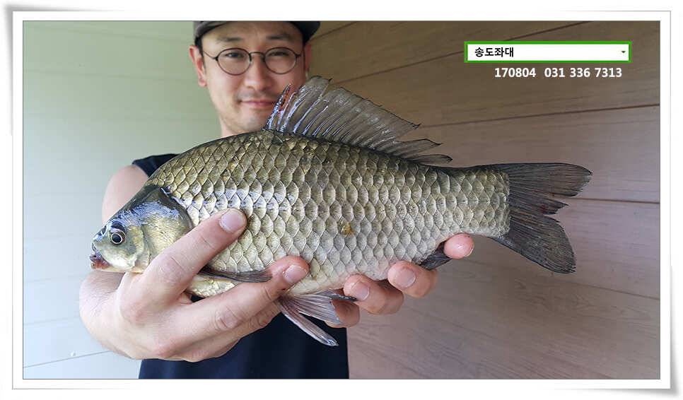 명확해진 패턴송전지 송도집 좌대 조황 (유료터정보 - 유료터점주조황)