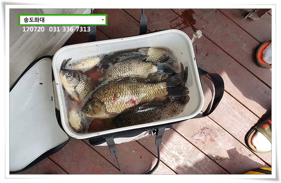 연이은 허리급송전지 송도좌대 조황 (유료터정보 - 유료터점주조황)