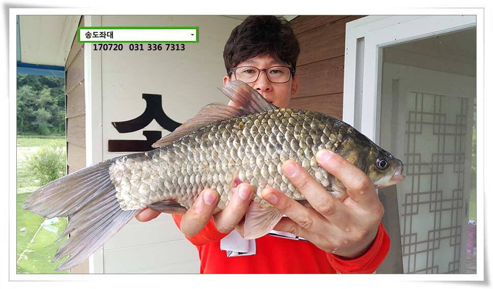 연이은 허리급송전지 송도좌대 조황 (유료터정보 - 유료터점주조황)