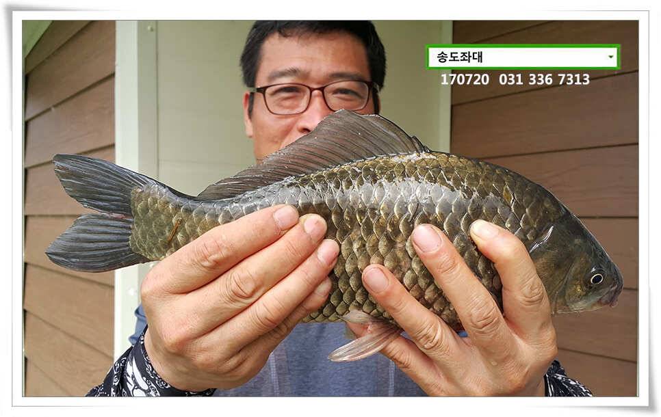연이은 허리급송전지 송도좌대 조황 (유료터정보 - 유료터점주조황)
