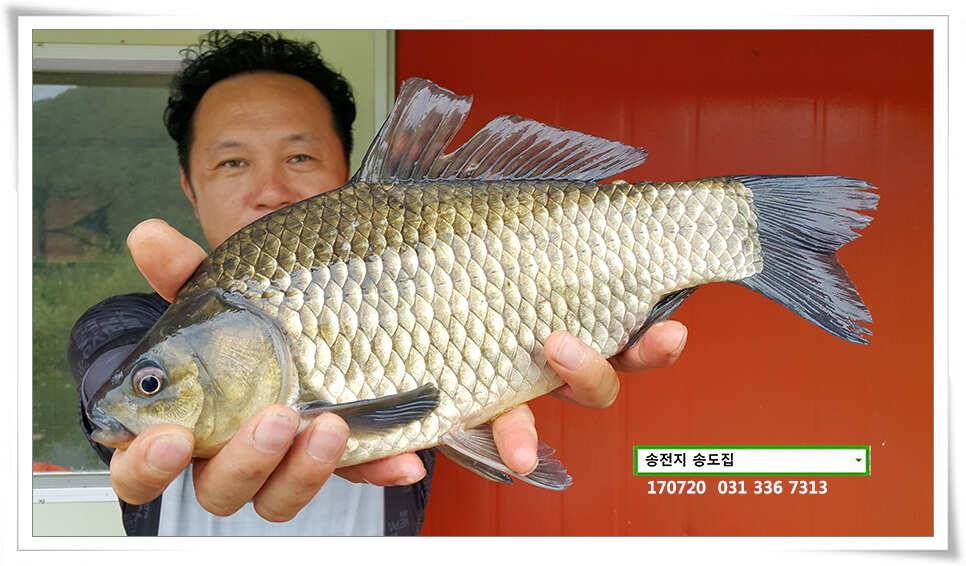 연이은 허리급송전지 송도좌대 조황 (유료터정보 - 유료터점주조황)