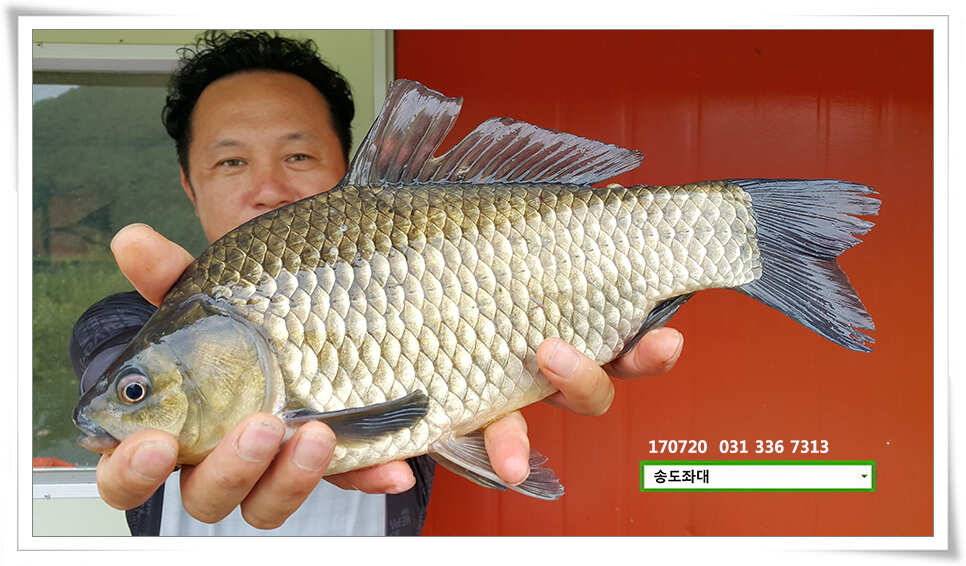 연이은 허리급송전지 송도좌대 조황 (유료터정보 - 유료터점주조황)