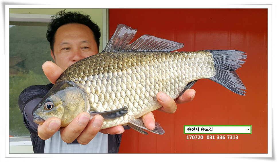 연이은 허리급송전지 송도좌대 조황 (유료터정보 - 유료터점주조황)