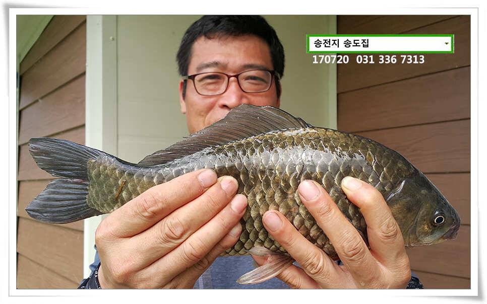 연이은 허리급송전지 송도좌대 조황 (유료터정보 - 유료터점주조황)