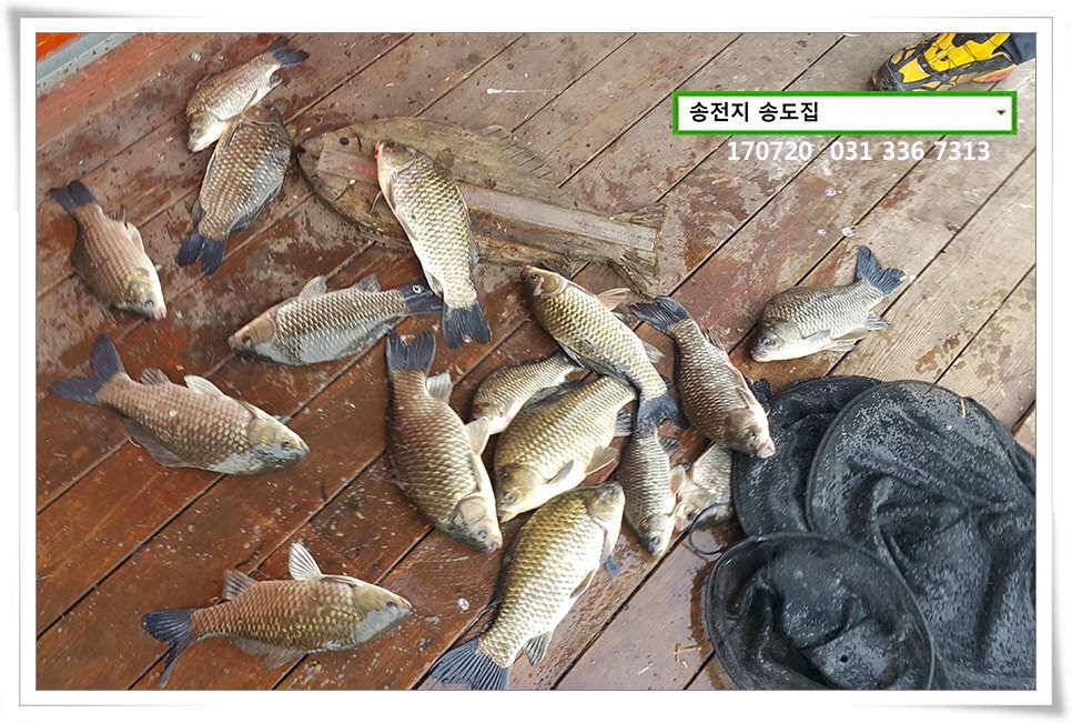연이은 허리급송전지 송도좌대 조황 (유료터정보 - 유료터점주조황)