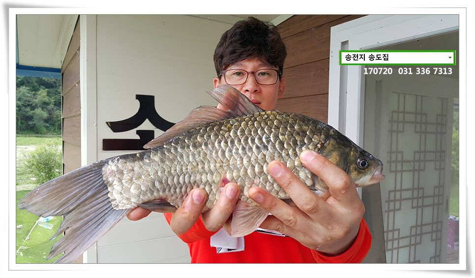 연이은 허리급송전지 송도좌대 조황 (유료터정보 - 유료터점주조황)