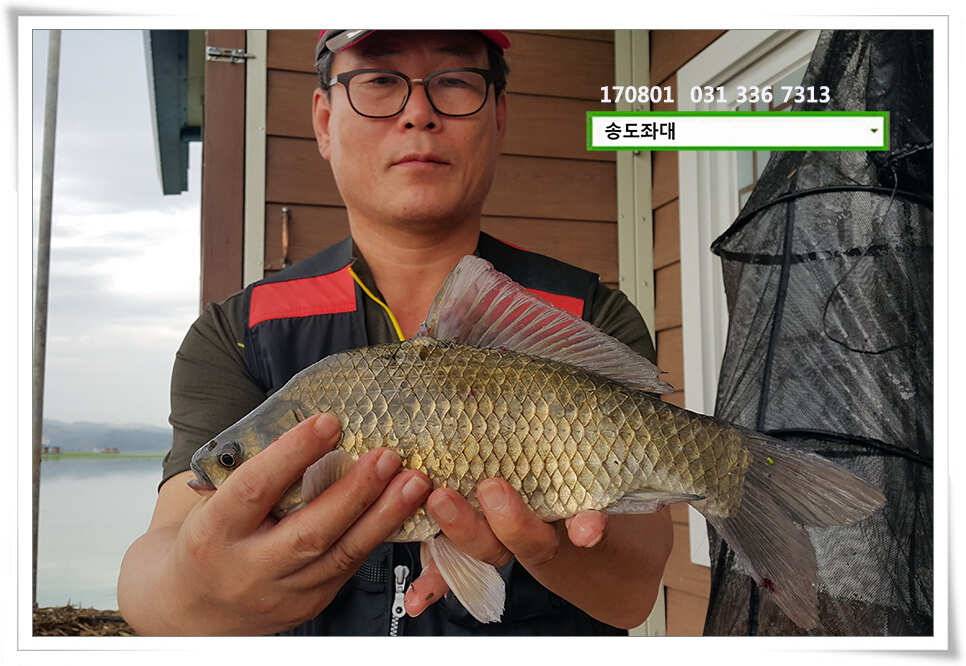 붕어는 오름을 타고송전지 송도집 좌대 조황 (유료터정보 - 유료터점주조황)