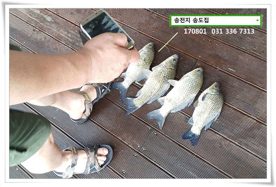 붕어는 오름을 타고송전지 송도집 좌대 조황 (유료터정보 - 유료터점주조황)