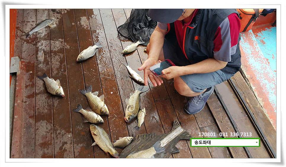 붕어는 오름을 타고송전지 송도집 좌대 조황 (유료터정보 - 유료터점주조황)