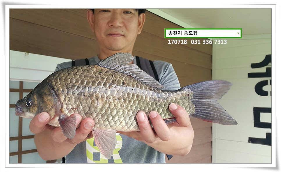 이어진 덩어리 송전지 송도좌대 조황 (유료터정보 - 유료터점주조황)
