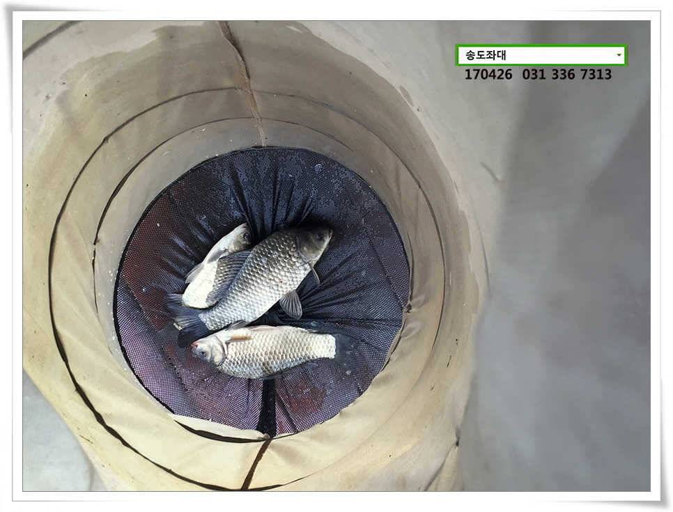 송전지 송도 좌대 조황 (유료터정보 - 유료터점주조황)