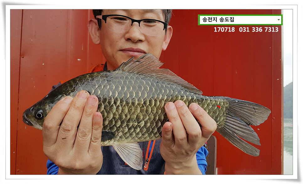 이어진 덩어리 송전지 송도좌대 조황 (유료터정보 - 유료터점주조황)