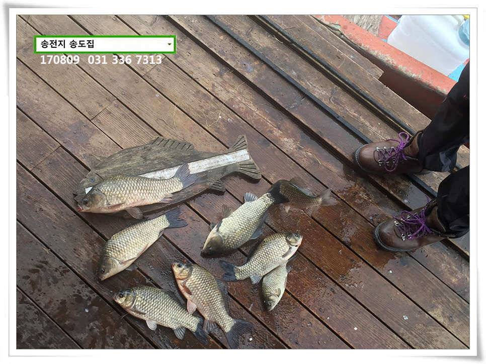 송전지 송도집 좌대 조황 (유료터정보 - 유료터점주조황)