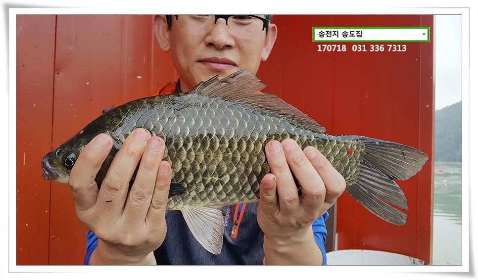 이어진 덩어리 송전지 송도좌대 조황 (유료터정보 - 유료터점주조황)