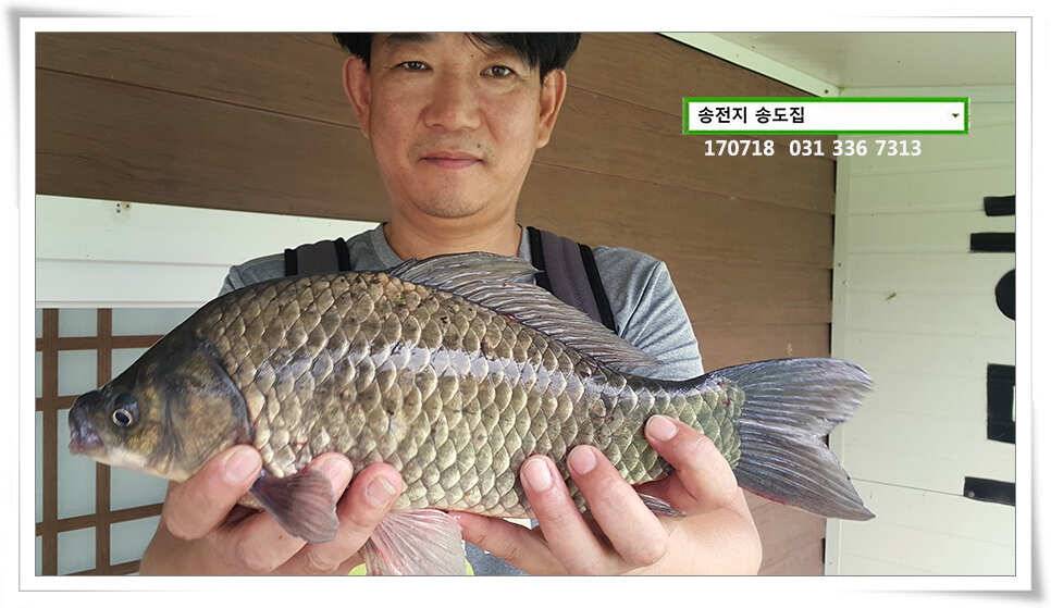 이어진 덩어리 송전지 송도좌대 조황 (유료터정보 - 유료터점주조황)