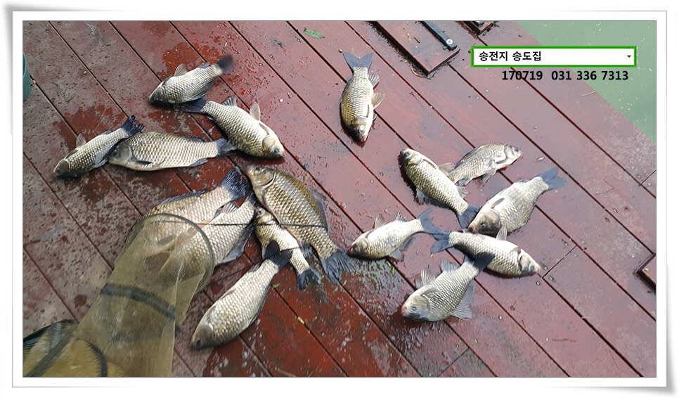 조왕ㅋ굳ㅋ송전지 송도좌대 조황 (유료터정보 - 유료터점주조황)