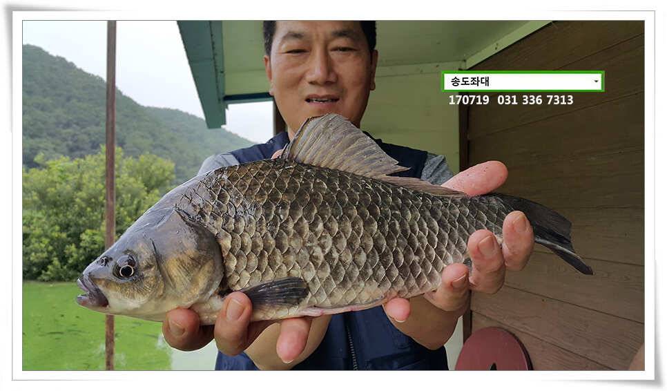조왕ㅋ굳ㅋ송전지 송도좌대 조황 (유료터정보 - 유료터점주조황)