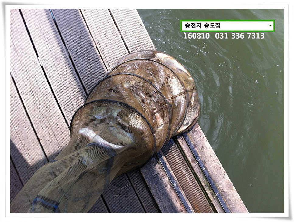 송전지 송도 좌대 조황 (유료터정보 - 유료터점주조황)