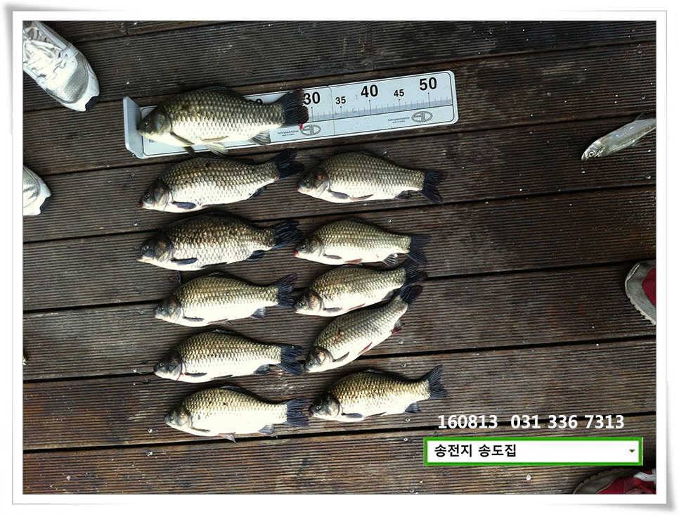 선선해지는 밤기운송전지 송도집 좌대 조황 (유료터정보 - 유료터점주조황)