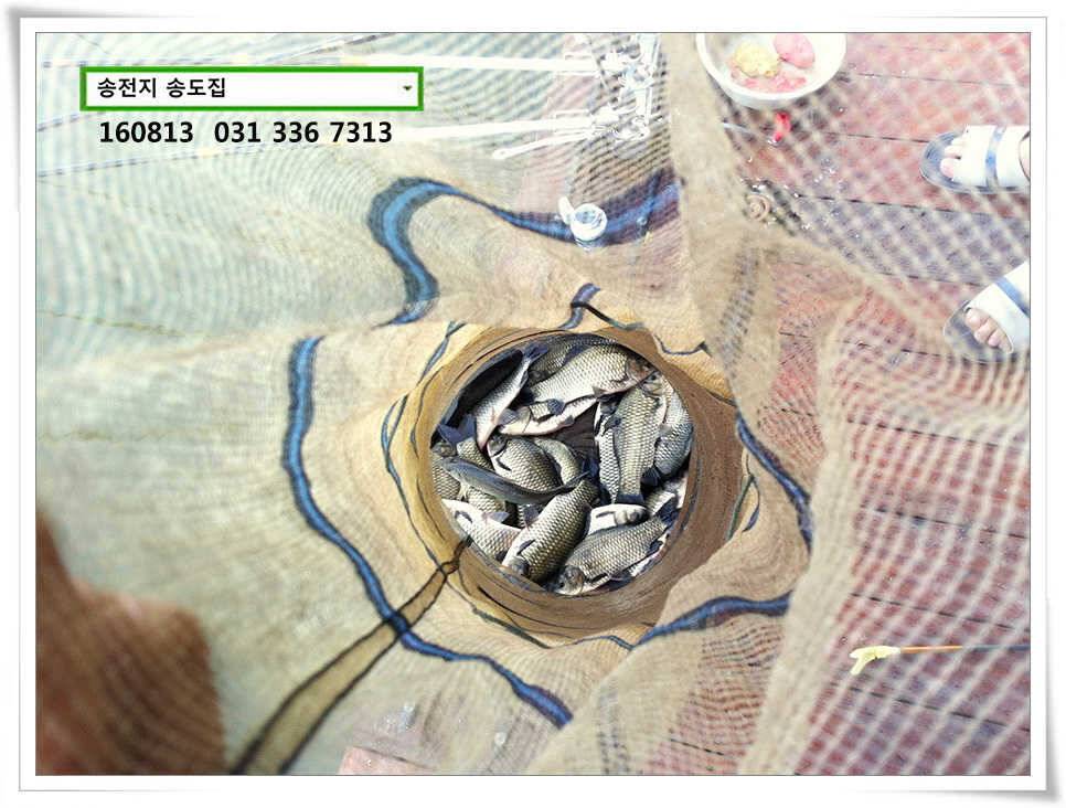선선해지는 밤기운송전지 송도집 좌대 조황 (유료터정보 - 유료터점주조황)