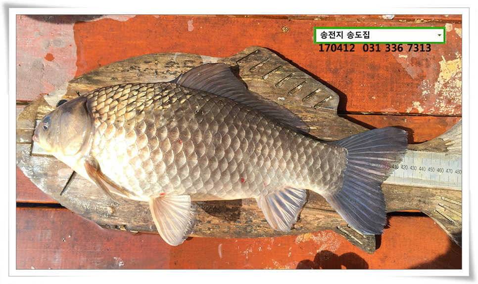 425cm송전지 송도집 조황 (유료터정보 - 유료터점주조황)