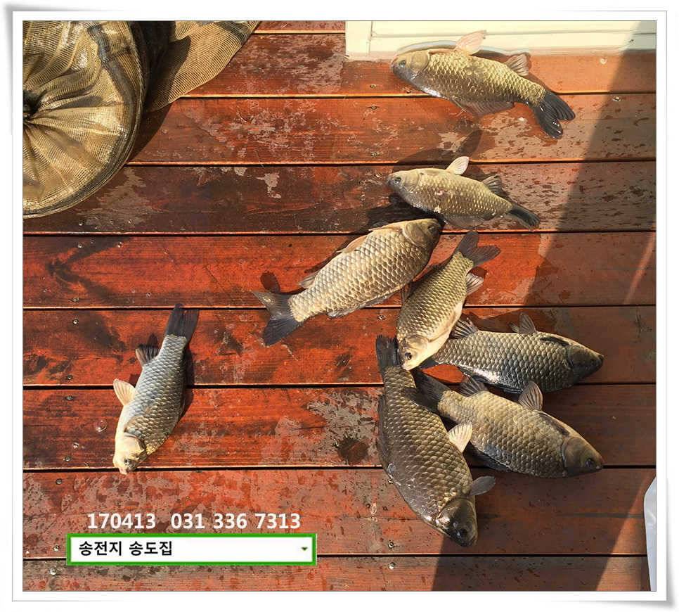 425cm송전지 송도집 조황 (유료터정보 - 유료터점주조황)