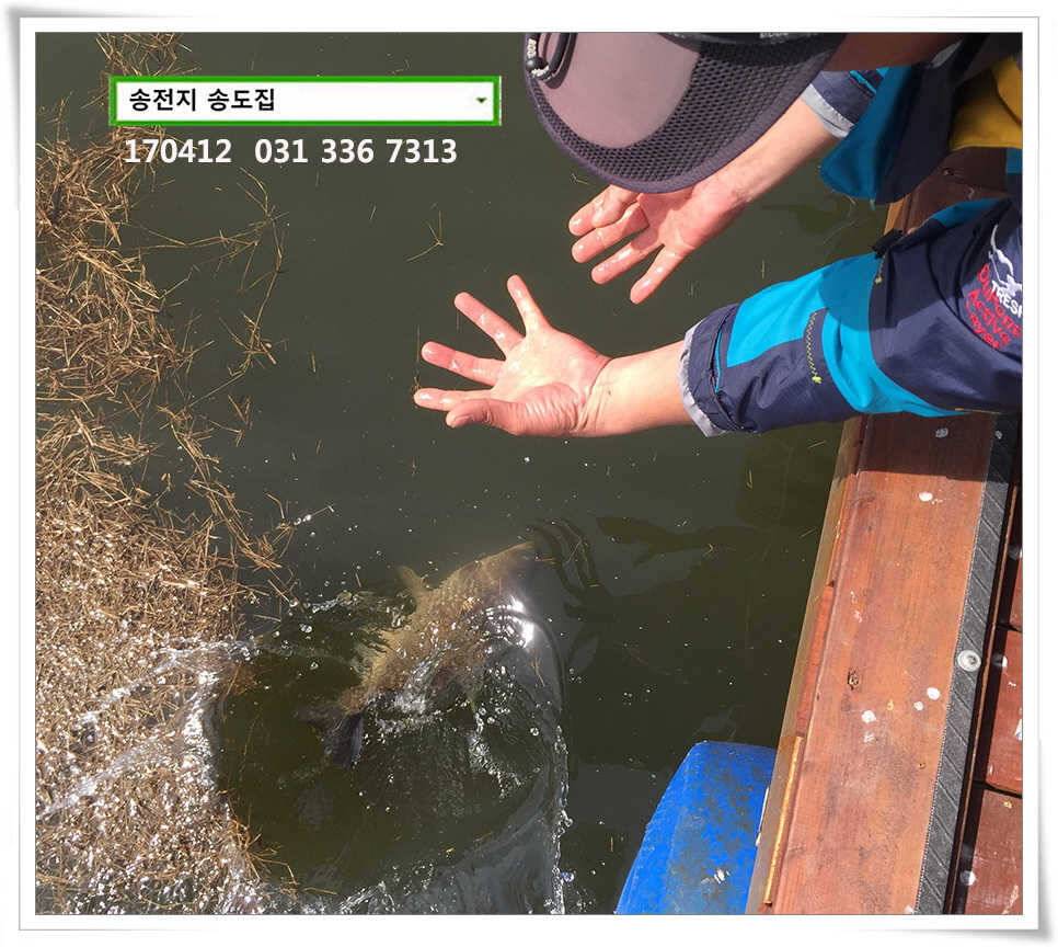 425cm송전지 송도집 조황 (유료터정보 - 유료터점주조황)
