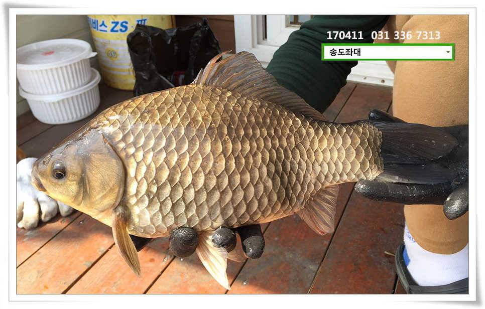 오피셜 403cm 송도좌대 조황 (유료터정보 - 유료터점주조황)