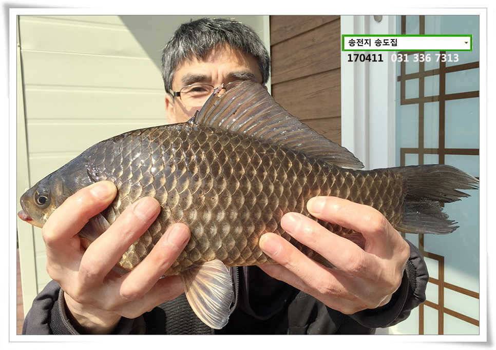 오피셜 403cm 송도좌대 조황 (유료터정보 - 유료터점주조황)