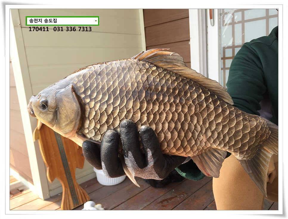 오피셜 403cm 송도좌대 조황 (유료터정보 - 유료터점주조황)